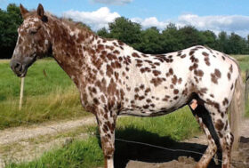 Storia dei Cavalli Maculati Europei – pt. I