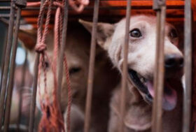 Stop al festival della carne dei CANI di Yulin