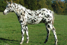 Genetica del colore uno sguardo ai geni che regolano il mantello di Knabstrupper e Appaloosa