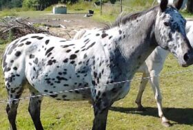 Storia dei Cavalli Maculati Europei – pt. II