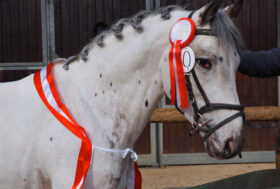 Tutela della Biodiversità Animale: Programma di recupero e di incentivo alla diffusione del Knabstrupper a cura del Dott. Francesco Fusi.