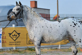 Allevare Pony Sportivi in Italia, i maculati Knabstrupper