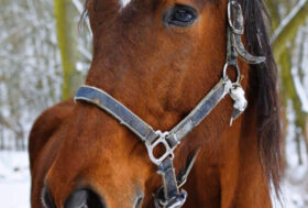 IL GRANDE FREDDO: Giornali e televisioni ci mettono in guardia sull’arrivo di neve e gelo, ma i nostri cavalli che rischi corrono? Cosa fare per loro?
