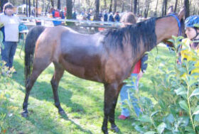 Il governo della mano del cavallo: la tosatura