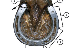La regione del piede, una parte complessa ma fondamentale per la salute del cavallo