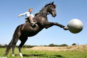 Recenti orientamenti della Suprema Corte in tema di responsabilità civile per danno procurato da cavalli