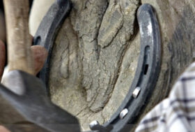 L’estate è verde…