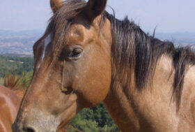 Oli Essenziali dalle piante la farmacia delle piante.