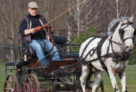 Allevare pony sportivi in Italia: il Knabstrupper