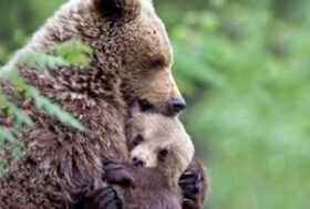 Il Consiglio di Stato accoglie ricorsi animalisti!