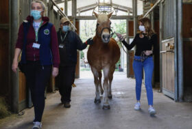 La Riabilitazione Equestre
