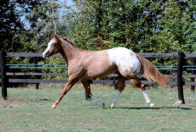 RAZZE MACULATE NEL MONDO: viaggio tra similitudini e differenze