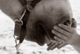 Milano: Ospedale Niguarda, 22 – 26 Marzo 2021. Corso base per Responsabili di Progetto e Referenti di Intervento TAA/EAA