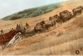 Attacchi da lavoro. 40 cavalli “in mano”