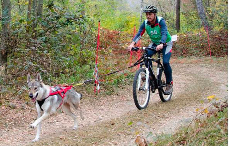 Il 60% degli italiani dedica almeno tre ore o più al giorno alle passeggiate con il proprio cane