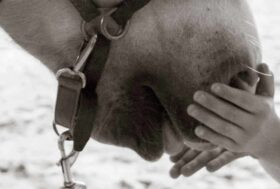 Avvio Corso Avanzato in Interventi Assistiti con gli Animali – Niguarda Milano