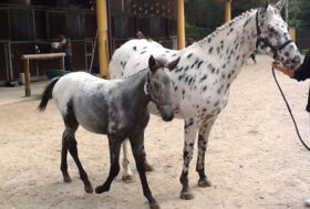 Rassegna Nazionale Knabstrupper 2018, in mostra i cavalli maculati danesi apprezzati per secoli dai reali di tutta Europa, dalla corte del Re Sole agli Zar di Russia