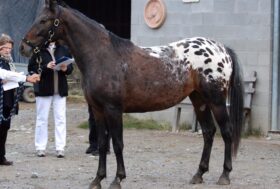 Rassegna Nazionale Knabstrupper 2014, ecco gli appuntamenti con i giudici provenienti direttamente dalla Danimarca.