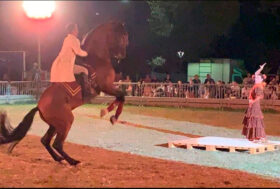 A Canino la 41° Mostra Nazionale del Cavallo Maremmano