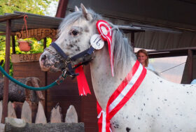 Rassegna di approvazione della Associazione Italiana Knabstrupper