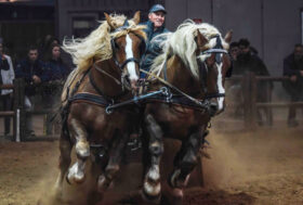 Fieracavalli Verona 4/7 Novembre, 83a Mostra Nazionale e Vetrina Nazionale Biodiversità del CAITPR