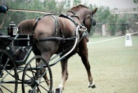 In Ungheria i Campionati del Mondo giovani cavalli di Attacchi