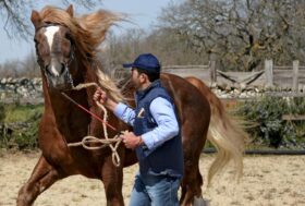 Meeting CAITPR in Basilicata al centro equestre “La Vecchia Fattoria”