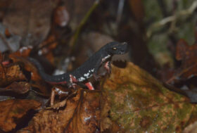 I cambiamenti climatici potrebbero causare l’estinzione delle Salamandrine