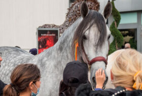 FIERACAVALLI 2021, gli appuntamenti del weekend del sabato 13 e domenica 14