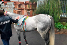 Catania, corse clandestine di cavalli. LNDC Animal Protection denuncia i responsabili: “una piaga siciliana”