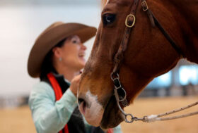 Fieracavalli 2021, da domani a Veronafiere 3mila cavalli, 300 aziende e oltre 200 eventi