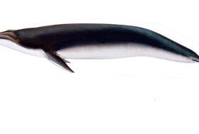 Alla scoperta di TERSILLA, la Balenottera Pliocenica dell’Astigiano