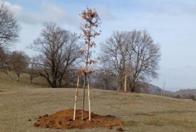 FEI World Championships 2022 Eventing and Driving