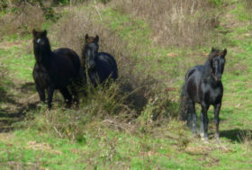 Arrivano i primi cavalli italiani nei centri ippici del Veneto