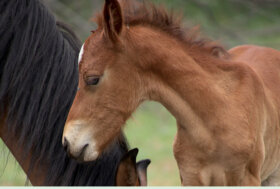 I neonati, come deve comportarsi un buon allevatore? I consigli del dott. Piermario Giongo, veterinario esperto in podologia e mascalcia.