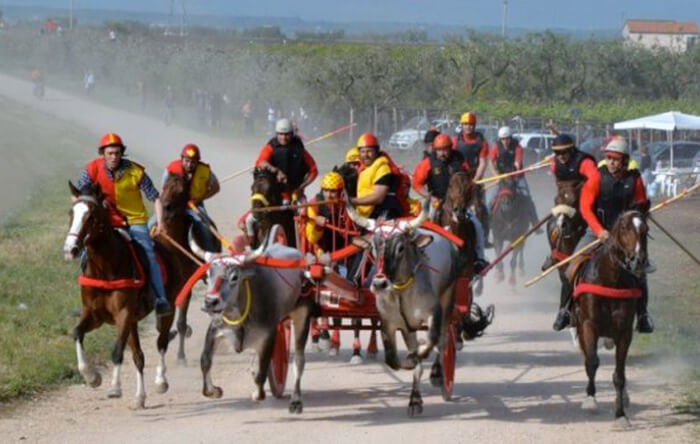 Chieuti: 38 citati in giudizio per la corsa dei buoi