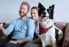 Oltre l’89% degli italiani ha adattato l’ambiente domestico alle necessità del proprio pet