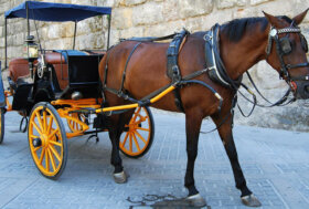 Cavalli morti per il caldo trainando carrozze, LNDC Animal Protection lancia un appello a turisti e sindaci