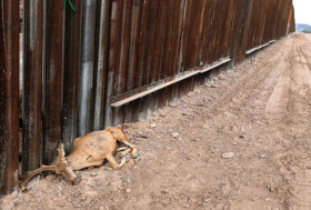 Al Cervino CineMountain gli animali raccontano il cambiamento climatico