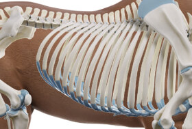 Se ti sta a cuore il benessere del tuo cavallo, frequenta il Corso “Traumatologia e incidenti”