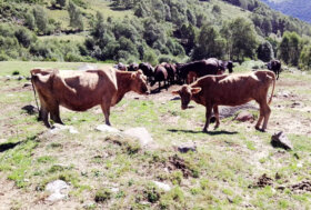 Biella, animali in fin di vita in alpeggio: tornano a chi li aveva abbandonati. Nuova denuncia e richiesta di sequestro delle associazioni