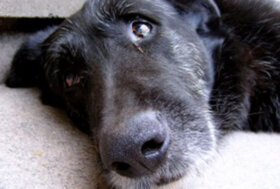 Anzio (RM), spara in aria infastidito dal cane: denunciato