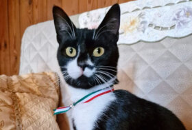 Civita d’Antino (Aq), nominata la prima gatta sindaco degli animali