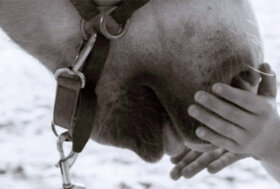 Corso propedeutico in Interventi Assistiti con gli Animali 18 – 20 novembre 2022