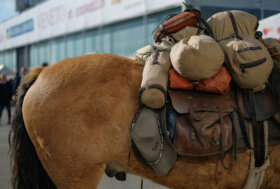 “A cavallo della sostenibilità”: Fieracavalli promuove un turismo etico e green