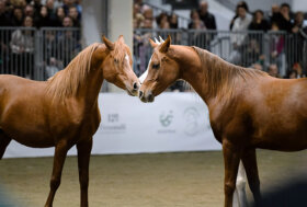 Fieracavalli 2022: gli appuntamenti di venerdì 4 novembre