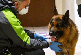 Casamicciola, protezione civile salva animali sopravissuti