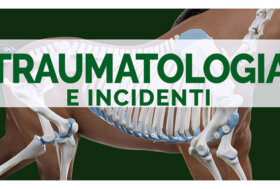 Corso Benessere del cavallo: Traumatologia e incidenti