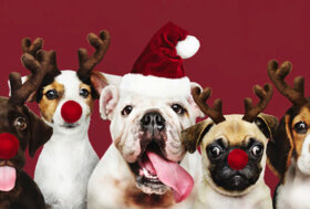 Ispirazioni e idee per i regali ai nostri amici a 4 zampe