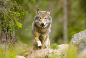 Il governo Svedese autorizza la caccia al lupo per la durata di un mese